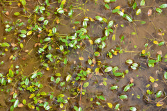 Ranunculus limoselloides