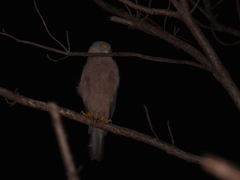 Accipiter rufitorques