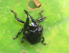 Eurhinus