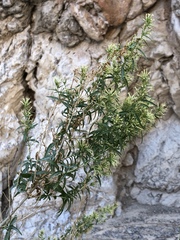 Brickellia longifolia multiflora
