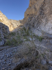 Brickellia longifolia multiflora