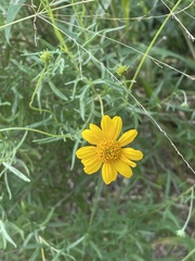 Sidneya