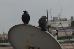 Corvus monedula