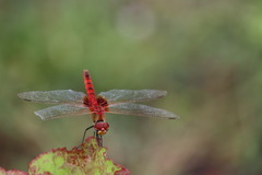 Urothemis signata