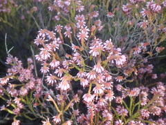 Erica glabella laevis
