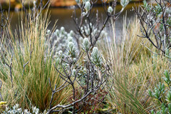 Linochilus rupestris