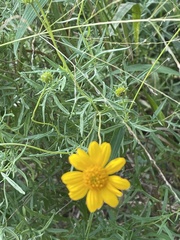 Sidneya