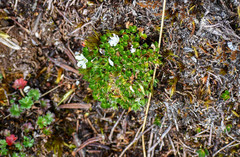 Geranium sibbaldioides sibbaldioides
