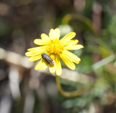 Acmaeodera ruficaudis