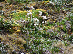 Valeriana adscendens