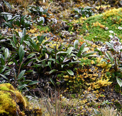 Valeriana adscendens
