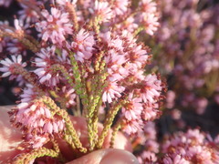 Erica glabella laevis