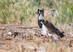 Vanellus chilensis