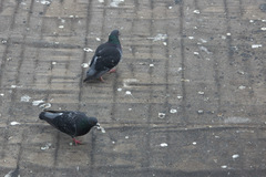 Columba livia domestica