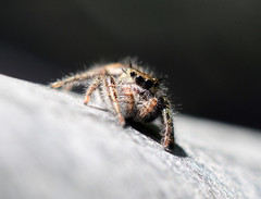 Phidippus insignarius