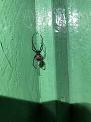 Latrodectus renivulvatus