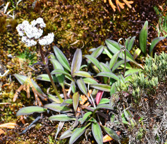 Valeriana adscendens
