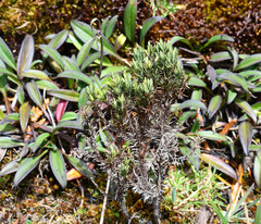 Hypericum lancioides