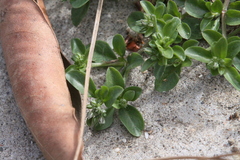 Polycarpon tetraphyllum tetraphyllum