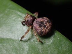 Strigoplus guizhouensis