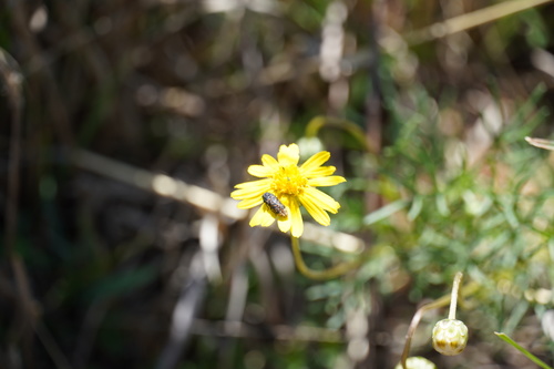 Image of Ursinia nana by (c) Matthew Fainman, some rights reserved (CC BY)