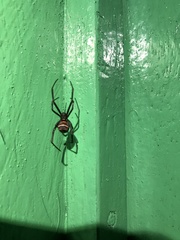 Latrodectus renivulvatus