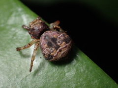 Strigoplus guizhouensis