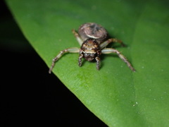 Strigoplus guizhouensis