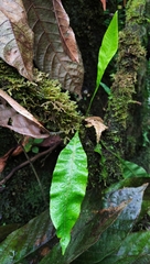 Leptochilus wrightii