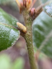 Andricus notholithocarpi