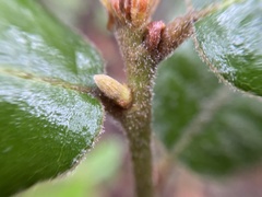 Andricus notholithocarpi