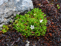 Geranium sibbaldioides sibbaldioides