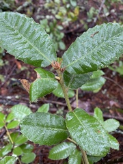 Andricus notholithocarpi