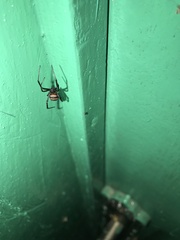 Latrodectus renivulvatus