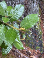 Andricus notholithocarpi