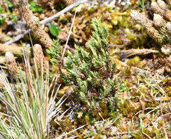 Hypericum lancioides