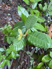 Andricus notholithocarpi