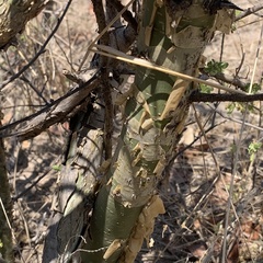 Commiphora angolensis