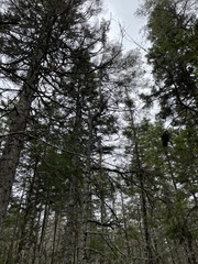 Sphaerophorus globosus