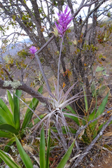 Tillandsia purpurea