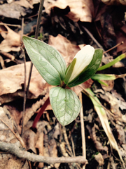 Trillium nivale