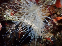 Sagartiogeton undatus