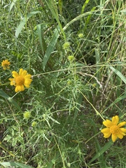 Sidneya