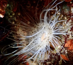Sagartiogeton undatus
