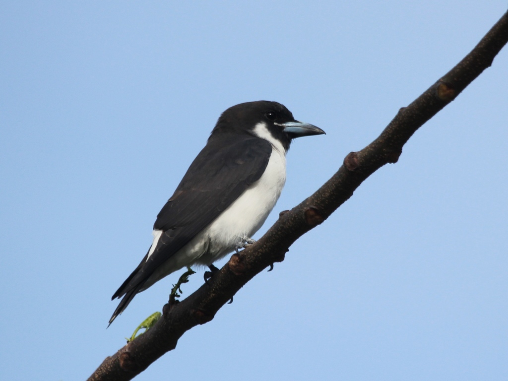 Fiji Woodswallow