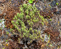 Hypericum lancioides