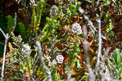 Valeriana microphylla