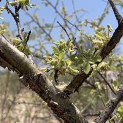 Commiphora angolensis