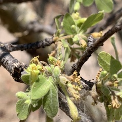 Commiphora angolensis