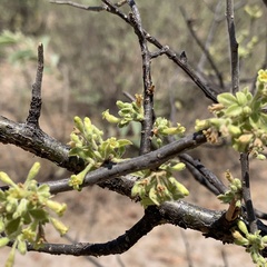 Commiphora angolensis